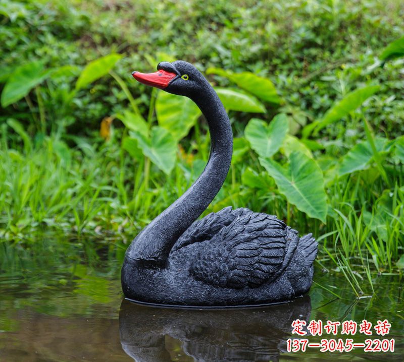 长沙黑天鹅婉约鱼尾，完美呈现园林水塘水景